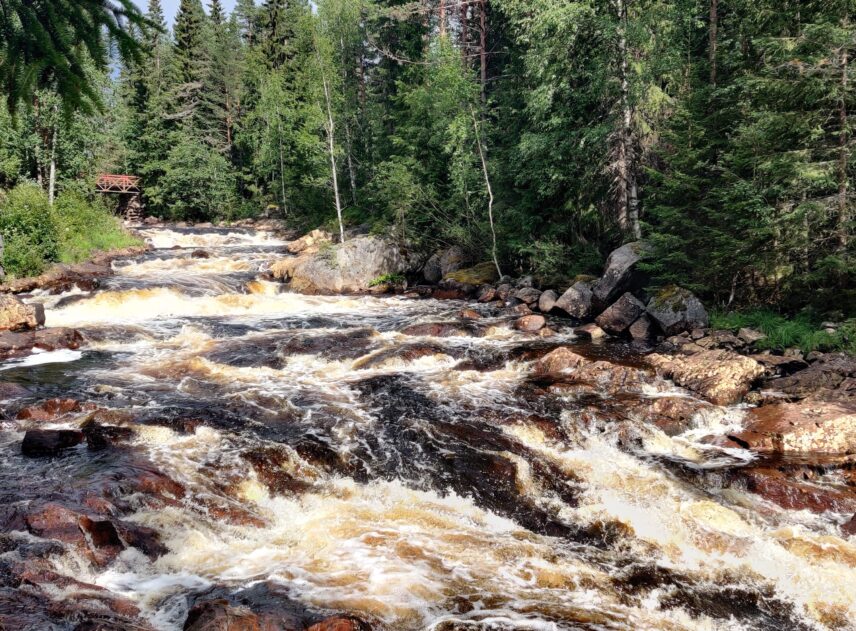 Femtåns bruna vatten forsar ner för ett vattenfall. Älvens botten är stenig, på sidorna växer höga träd, fram för allt granar och björkar.