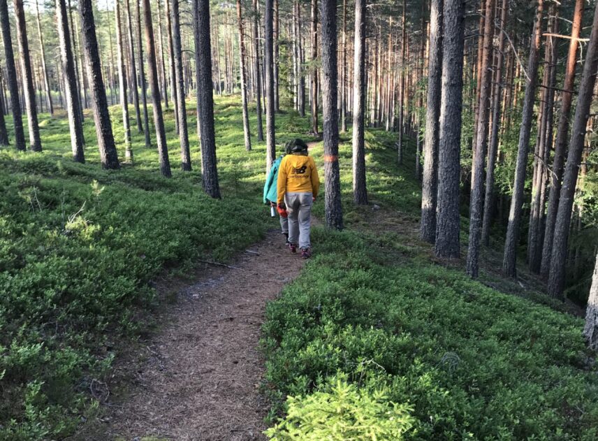 En stig leder genom skogen. Träden står glest och marken är täkt av blåbärsris. Bakifrån syns två vandrare i gul och turkos tröja.