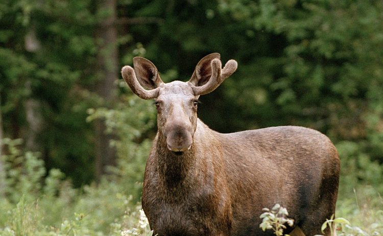 En ung älg står och tittar rakt in i kameran. Små horn har börjat växer men är knappt större än öronen. Mycket grönska i bakgrunden.