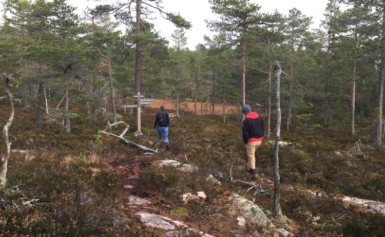 Två personer vandrar genom naturreservatet Hovfjället. De syns bakifrån och bildar de enda färgprickarna. Träden är krokiga och små.