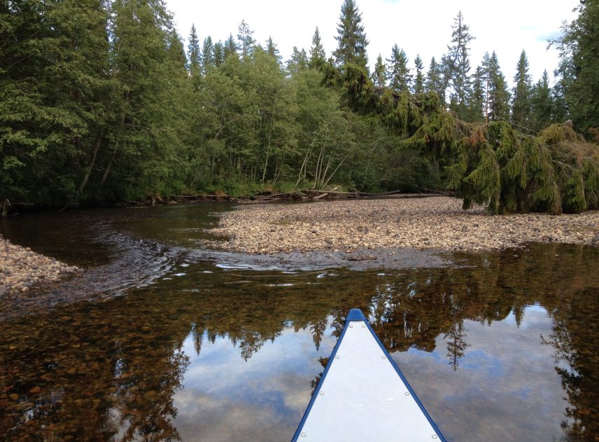 Spetsen av en kanot letar efter den smala passagen som Rottnans älvfåran tar genom steniga partier. Skogen i bakgrunden står stadigt och grönt.