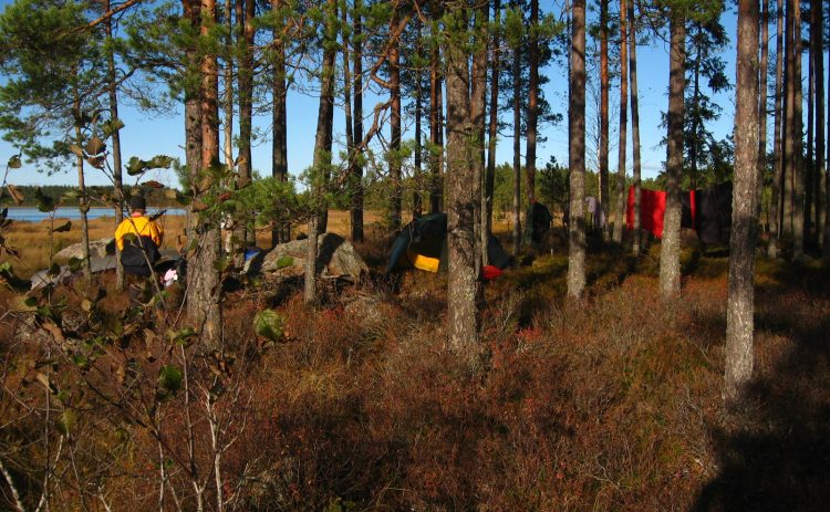 Bilden visar ett tältläger bland tallar nära en sjö. Riset som växer på marken är ljusbrunt och rött, kanske sent på sommaren. Packningen och kläder är färgprickar bland träden. Himlen bakom tallarna är ljusblå.
