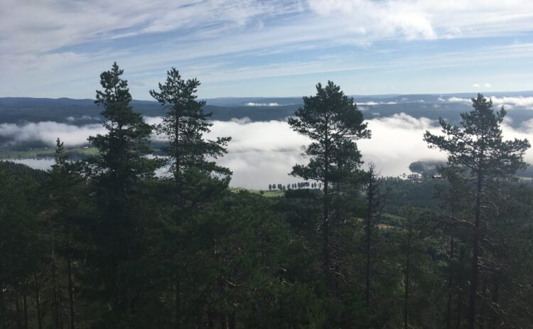 En bred dalgång bakom stora tallar är fylld med dimma eller vita moln. Ovanför skiner solen och himlen är blå med lätta slöjmoln.