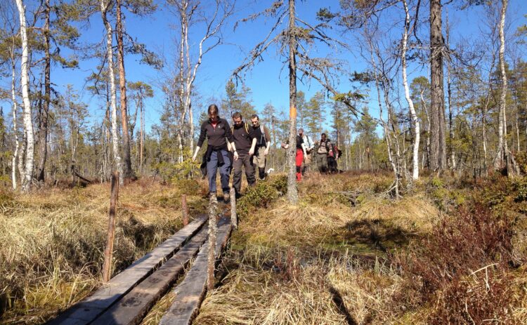 En grupp människor vandrar genom Fänstjärnsskogen emot fotografen. Just nu beträder de spänger som ledar genom mossen.Alla är väldigt koncentrerade på stigen för att inte trampa fel.