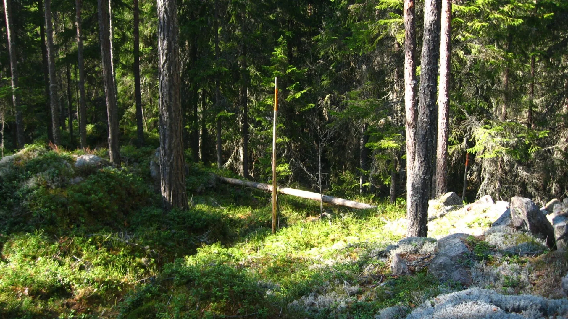 En vandringsled genom en vildvuxen skog syns bara med hjälp av de orangea ledmarkeringarna. Marken är täckt med blåbärsris och solens ljus hittar sin väg genom träden.